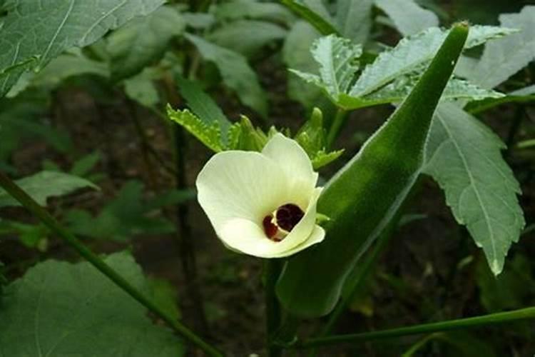 秋葵开花结果期施三个15复合肥好吗？