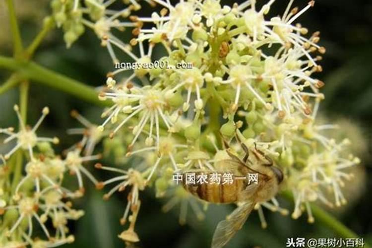 荔枝施肥时期以及方法？