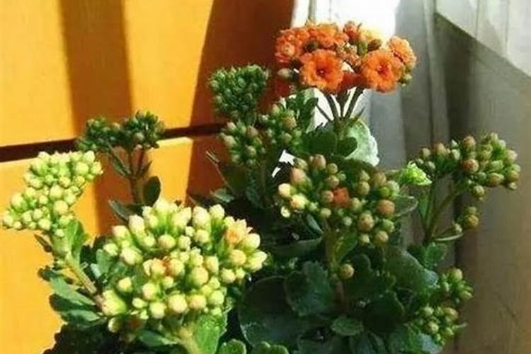 长寿花需要什么肥料