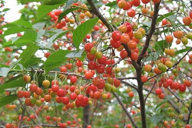 8月份用发酵的花生饼可不可以喂大樱桃树可不可以配上碳酸氢铵放百度知...