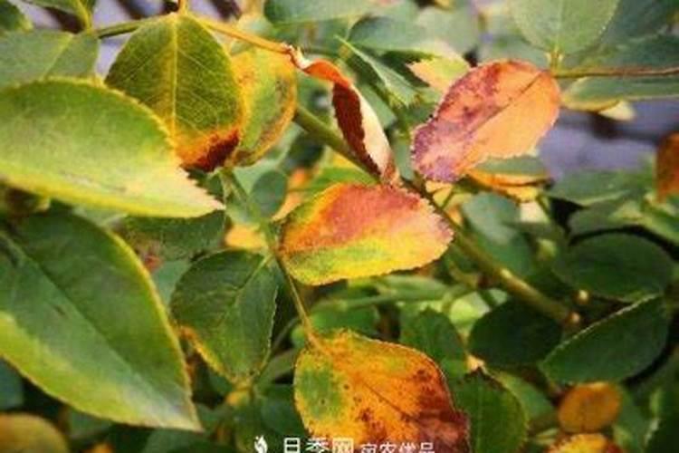 月季花肥伤症状
