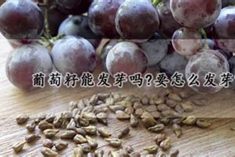 蓝莓怎么施肥