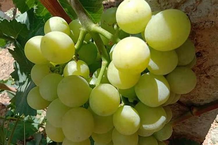 菜叶怎么做肥料