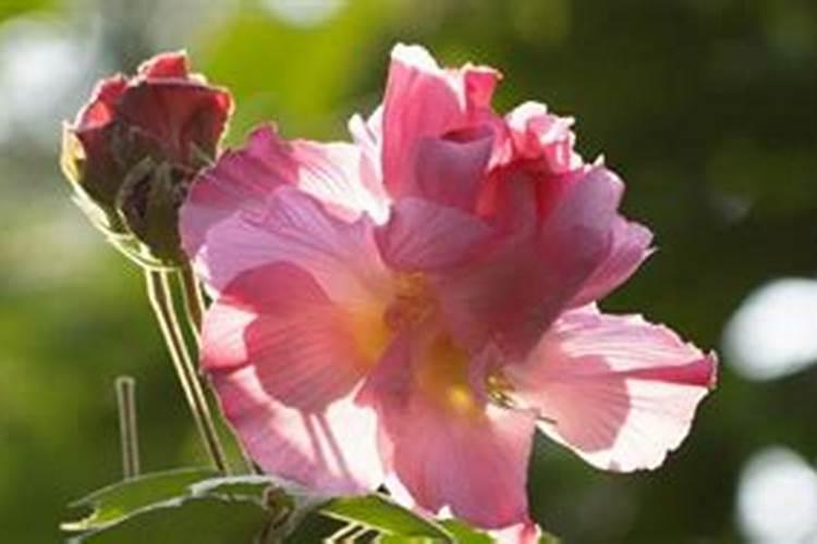 三醉芙蓉花养殖方法