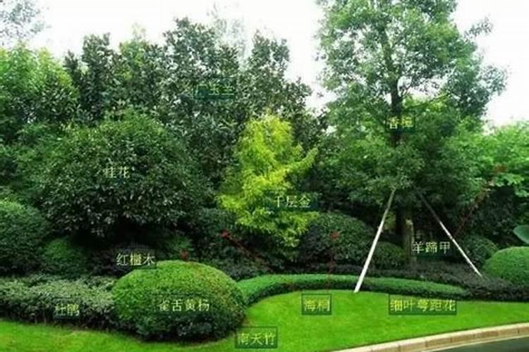 氮肥适合浇什么花