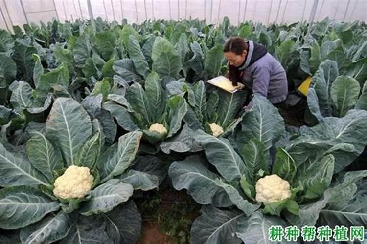 冰花菜如何养殖