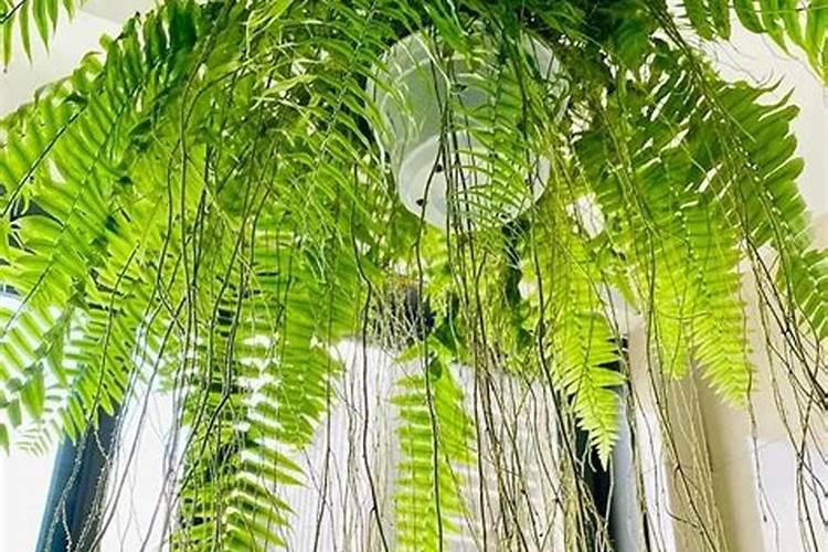 蕨类植物怎么养