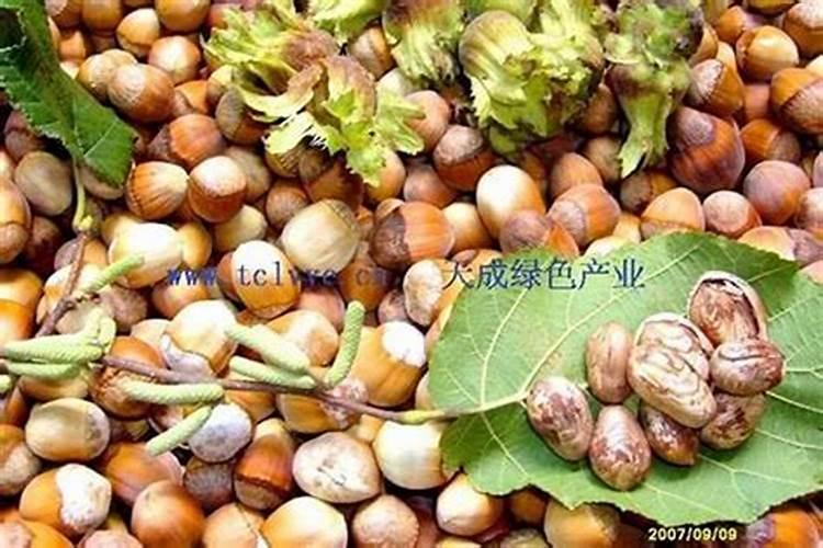 尿素当叶面肥使用方法