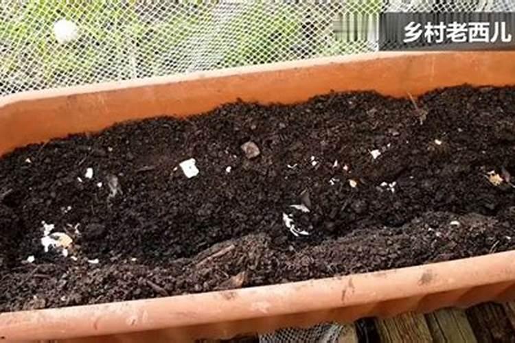 牡丹花底肥放什么肥好 底肥施用方法