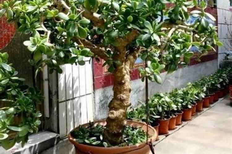植物枝干挺拔施肥(想要枝干粗壮用什么肥料)