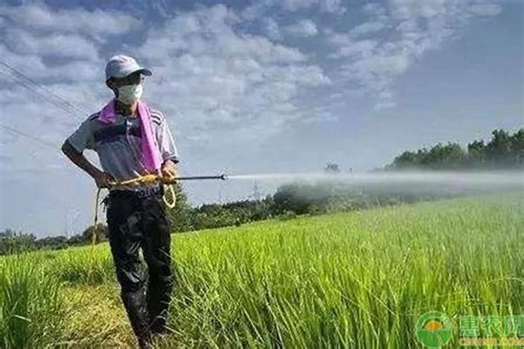水稻锌肥可以与杀虫剂使用吗？