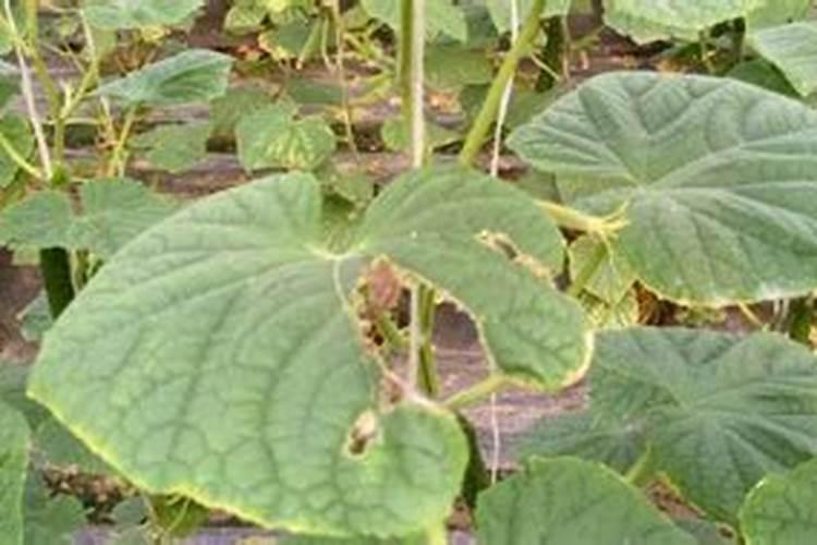 黄瓜开花期用什么肥料 如何施肥产量高
