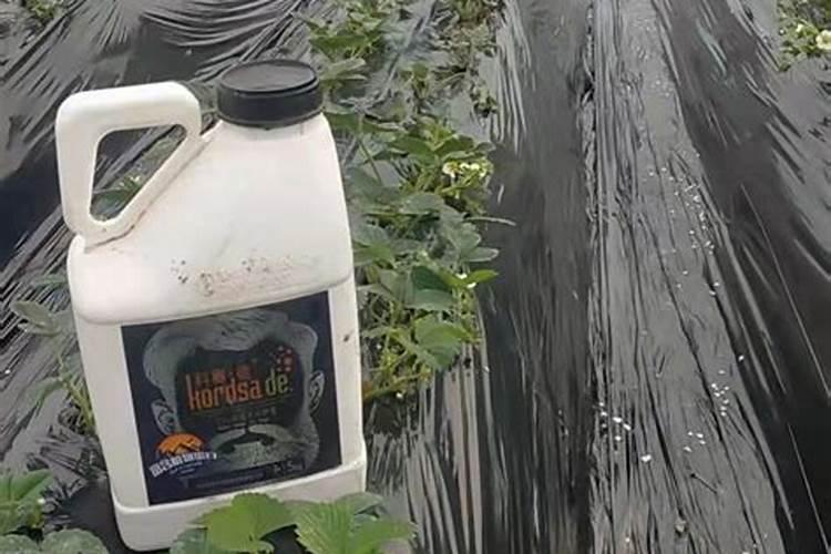 水溶肥施了多久不能淋雨？