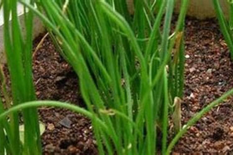 种植小香葱如何施肥？这样获得香葱高产？