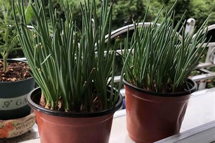 四季小香葱的种植方法