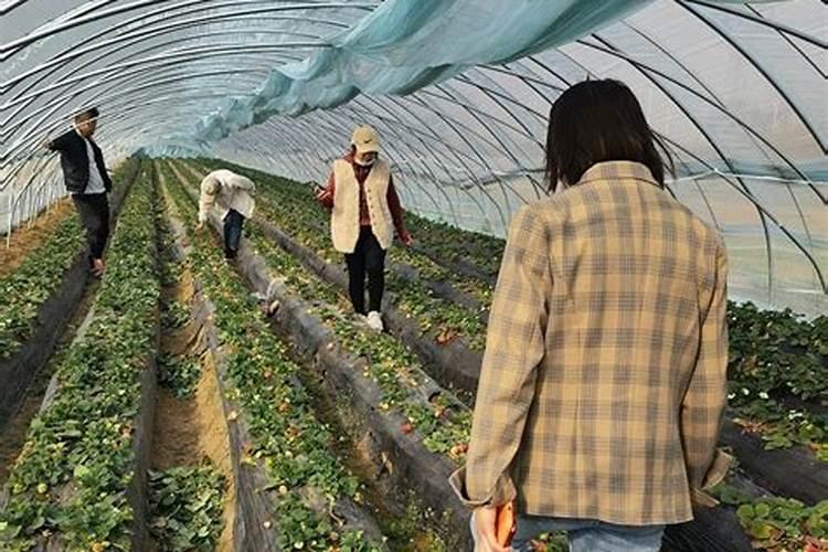 草莓各个时期的施肥方案 什么时候冲高磷肥