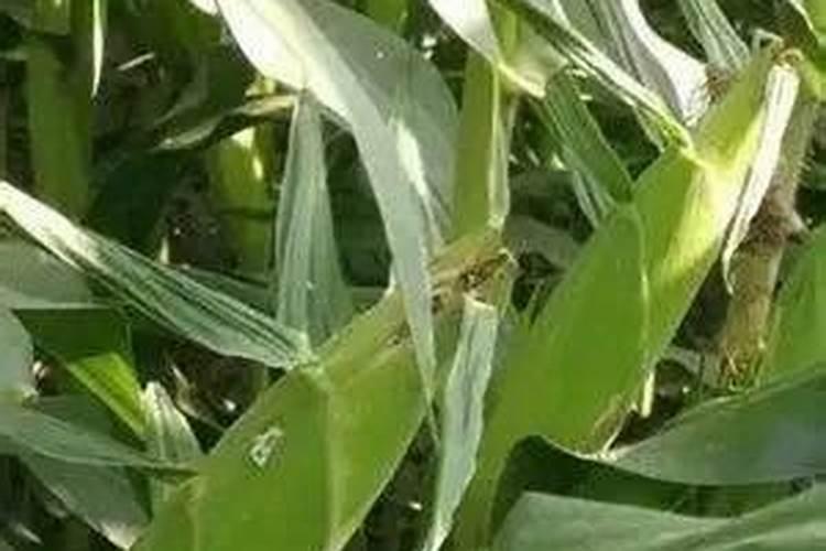 玉米幼苗为啥不能打芸苔素？