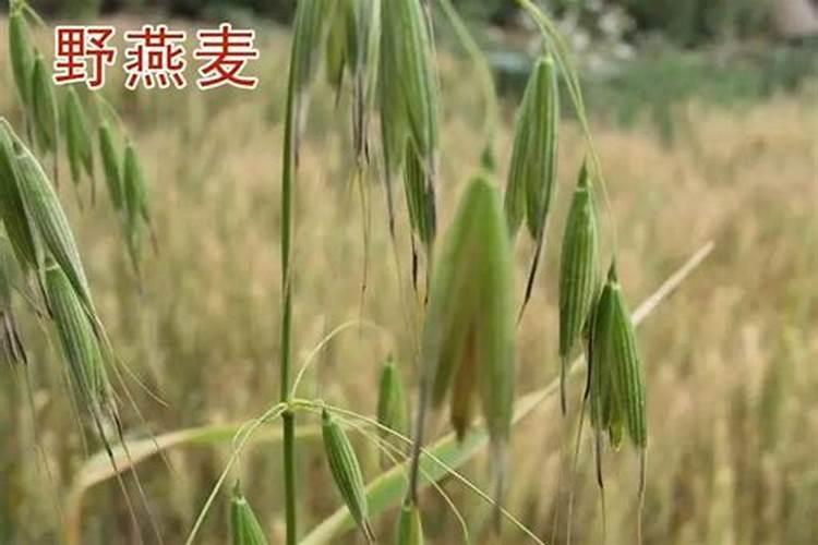 小麦干热风的防治措施