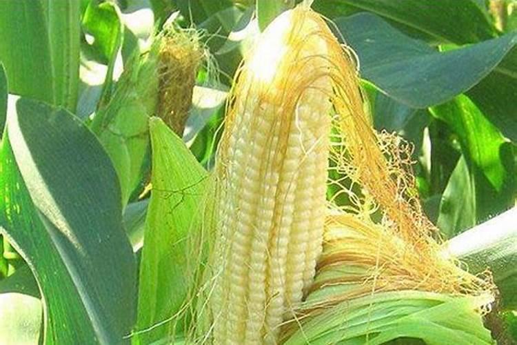 玉米长须后还可以打杀虫药吗