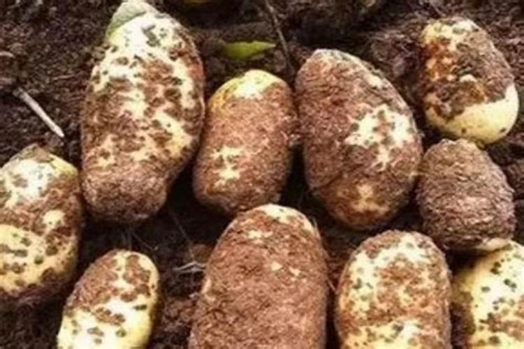 土豆追肥时间和追什么肥 种土豆芽朝上还是朝下
