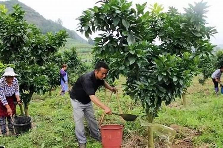 草莓各个时期的施肥方案 什么时候冲高磷肥