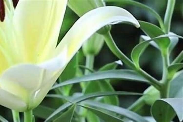 百合有花骨朵了,还可以施肥吗？
