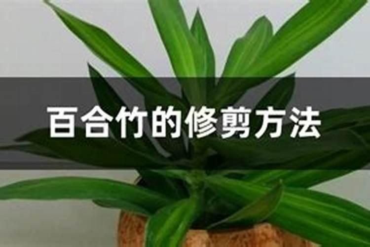 百合花怎样种植和管理