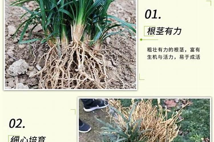麦冬怎么施肥合适 麦冬施肥时间和方法