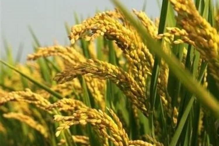 水稻穗肥什么时候施好 水稻穗肥哪个时间施好