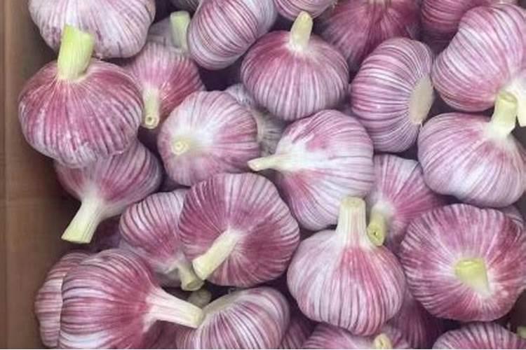 大蒜专用什么肥料