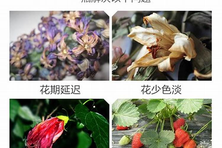 在萍乡做水果生意在哪里进货