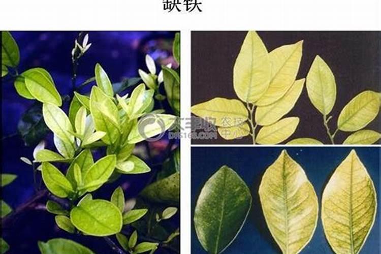 柑橘缺铁,缺锰有哪些症状？有哪些补救措施吗？