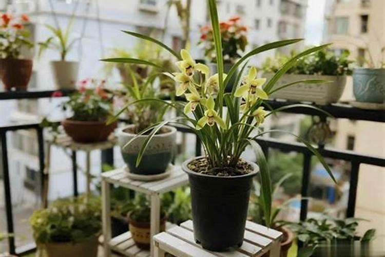 西兰花施什么肥最好