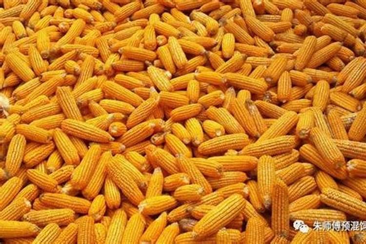 玉米打什么叶面肥最好