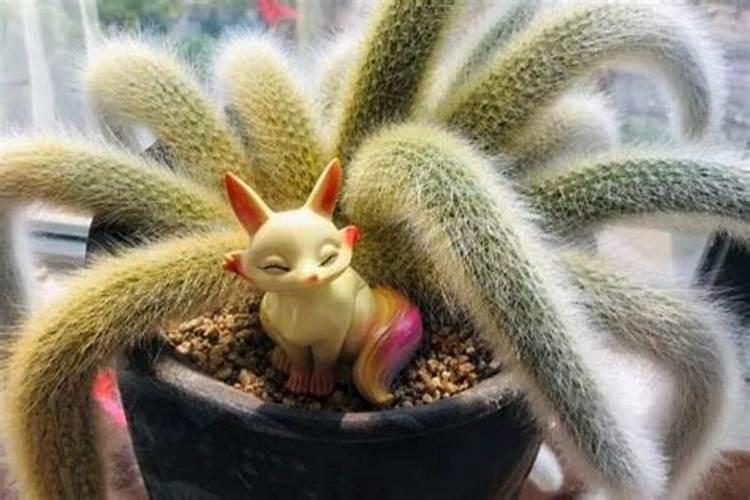 芸苔素内酯如何兑水