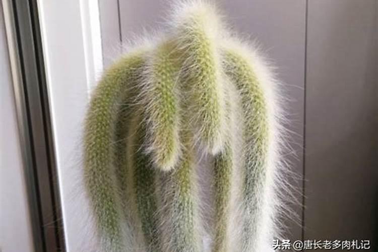 芸苔素抗旱最有效三个方法