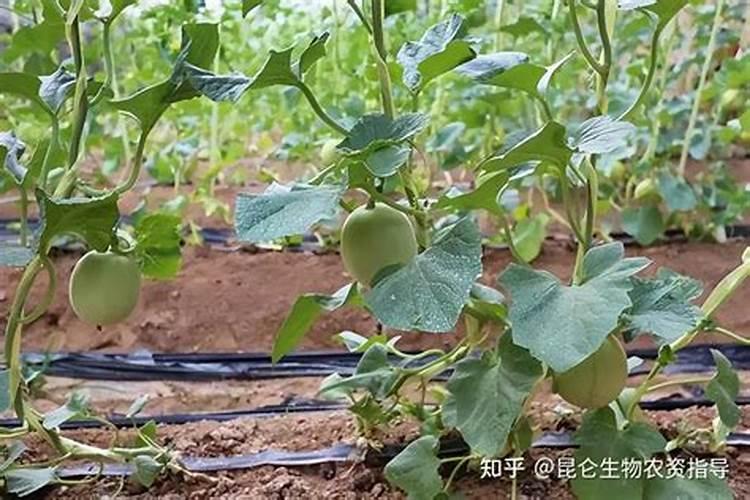 尿是什么肥料