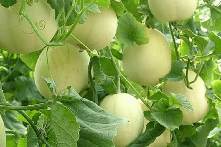 玉树施什么肥料最好