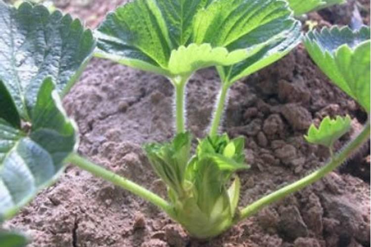 草莓需要哪种肥料