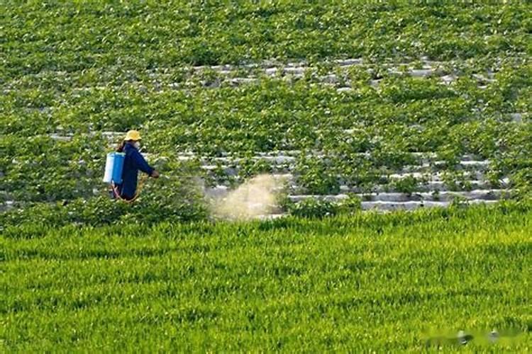 叶面肥和根部追肥有什么区别 叶面肥料可以代替根部施肥吗