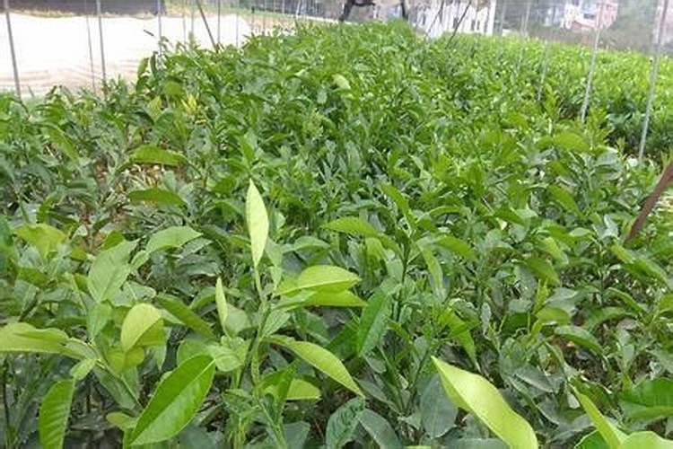 泰国青柚的种植技术