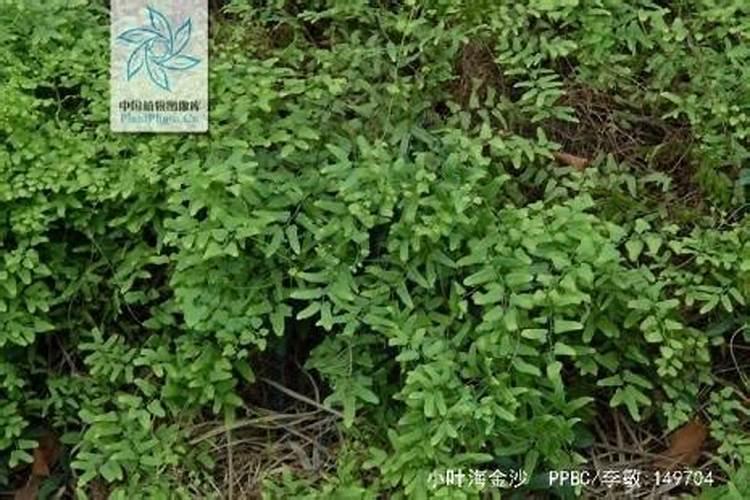 谁熟悉海金沙如何种植？谁能给点建议？