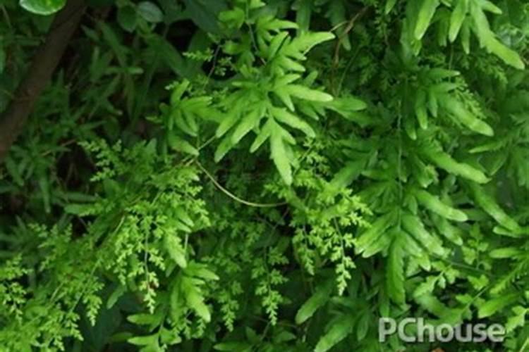 海金沙种植方法