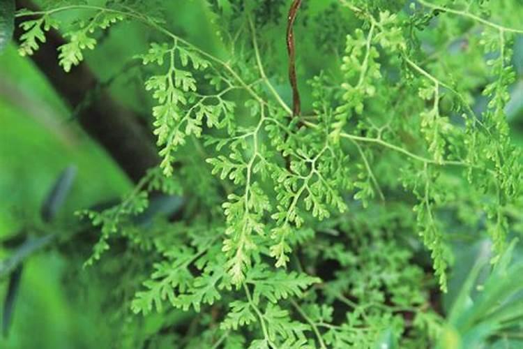 海金沙种植方法海金沙如何种植