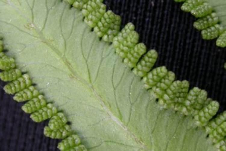 海金沙如何规模种植