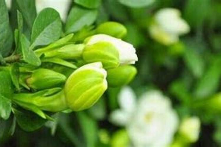 种花什么肥料最好用、茶花用什么肥料最好