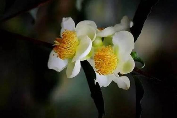茶花花苞不开花怎么办