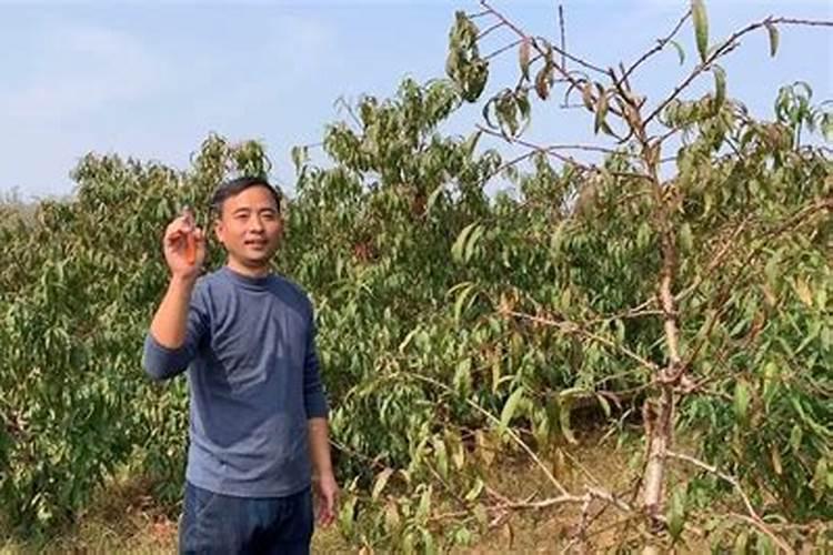 给树施复合肥施过量了,怎样快速补救呢？