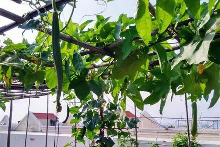 丝瓜光开花不结果叶子多什么原因(要怎样整理才会结果)