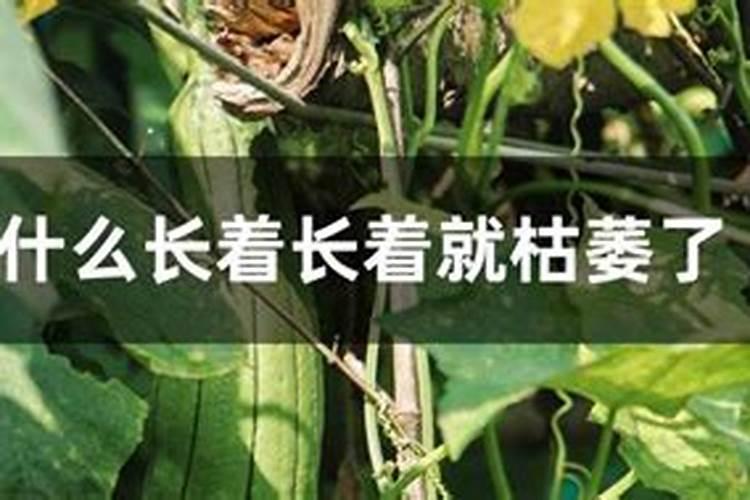 丝瓜光开花不结果叶子多什么原因
